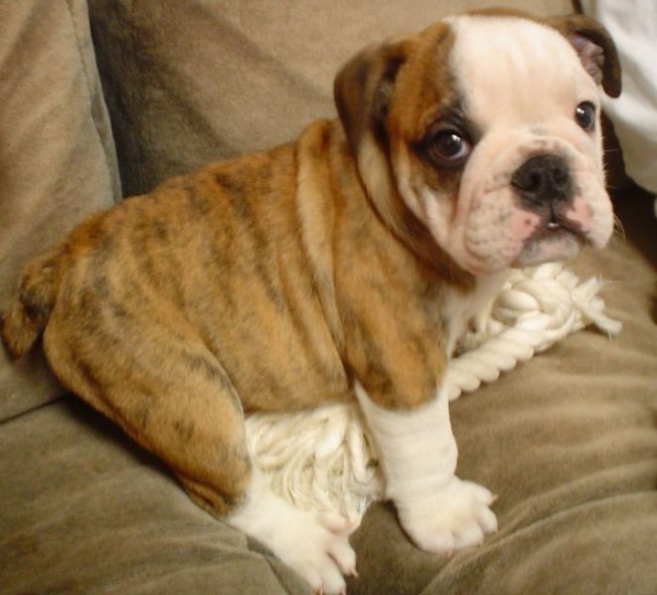 Engelse bulldog staat ter dekking bij kennel de hees