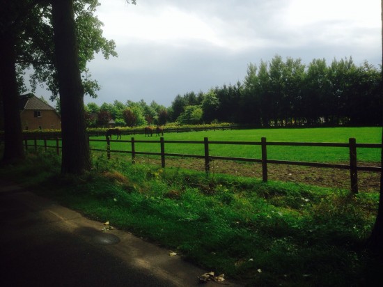 Paarden omheiningen