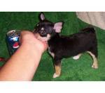 Drie Chihuahua pups bereid te gaan voor adoptie.