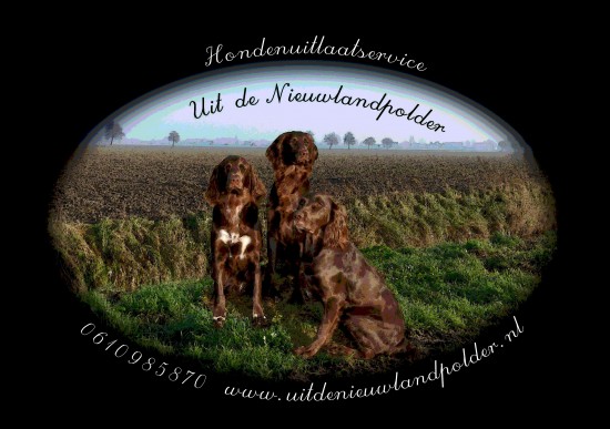 Hondenuitlaatservice Uit de Nieuwlandpolder