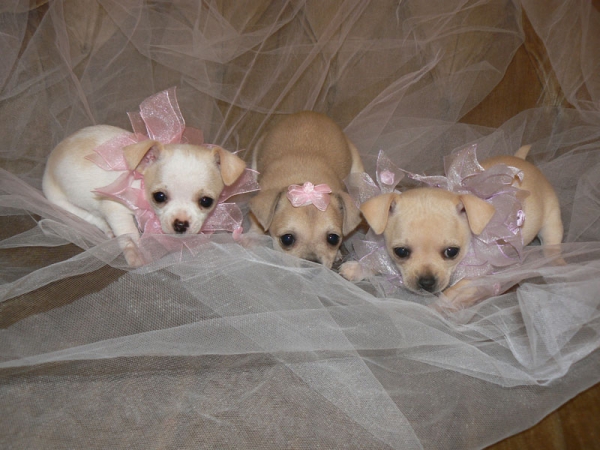 Wow !!!!!!!!! Chihuahua pups