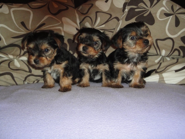 Yorkshire Terries pups