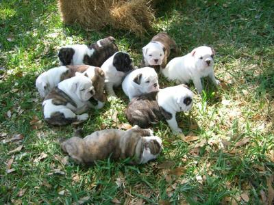 Engels Bulldogs gratis
