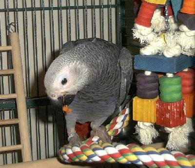 Afrikaanse grijze papegaaien voor adoptie