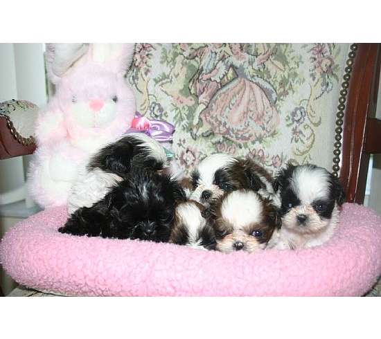 Shih Tzu puppies op goedkeuring.