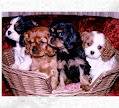 Cavalier king charles puppy's voor adoptie