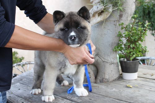 Rasechte Akita pups - 11 weken oud