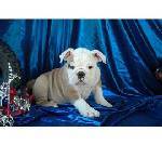 Gezonde Engels bulldog puppy voor adoptie