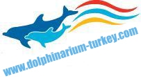 Istanbul Dolphin Swimming Club Dolphins School Turkey