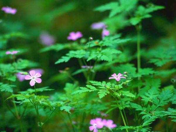 Spyware, Firewall, Netwerk- en Router beveiliging
