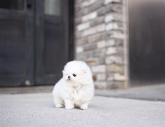 Vrouwelijke Pommeren pup te koop.