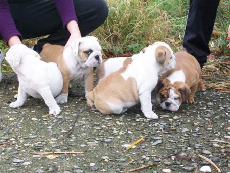 Engels bulldog pups