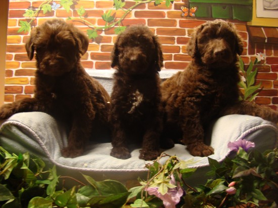 Labradoodle pups F2 bij dierenpension.