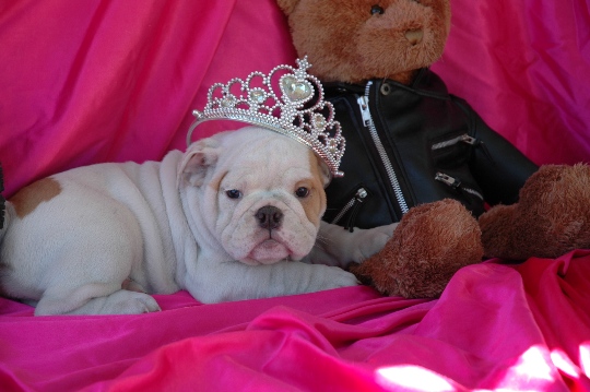 Bulldog