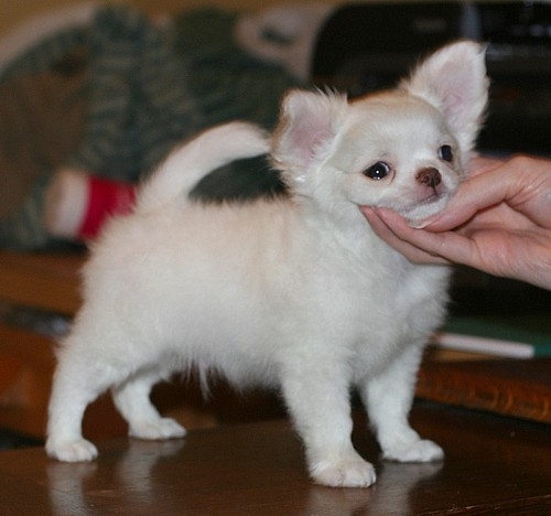Home opgeleide chihuahua pup voor vrije adoptie