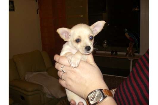 Mini chihuahua teefje pupje
