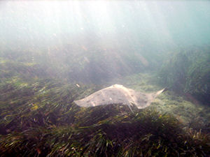 Duikarrangement in Calpe aan de Middellandse zee