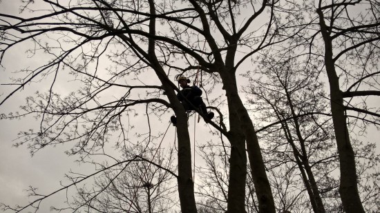 Bomen rooien en snoeien