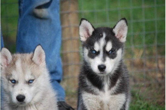 Husky pups met blauwe ogen