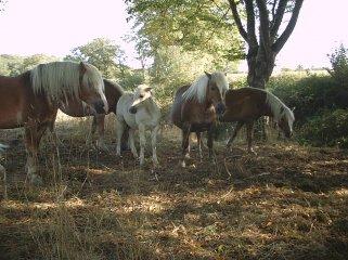 Vakantie op rustieke boerderij in de Auvergne