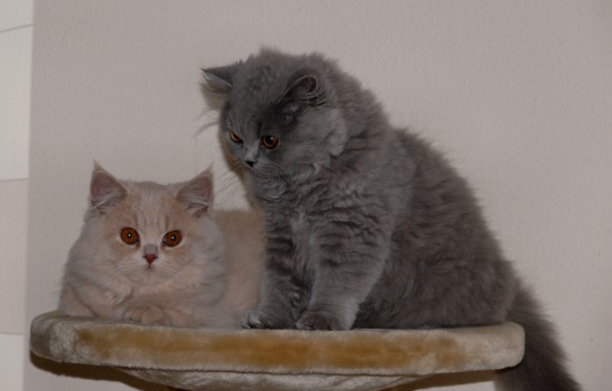Betrouwbare, professionele kattenoppas in Lelystad en omgeving