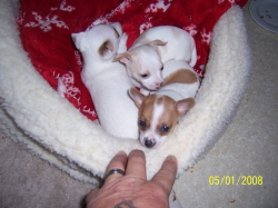 Chihuahua pups