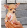 Mannelijke en vrouwelijke chihuahua v