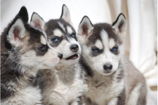 Prachtige Siberische Husky Pups met Blauwe Oogjes