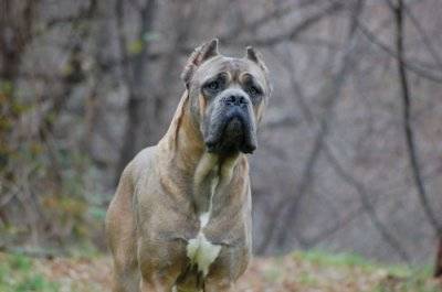 Cane Corso pups met stamboom