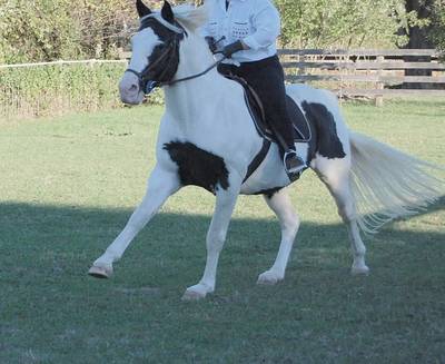 Witte Nederlandse warmbloed hengst paard