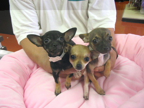 Schattig Chihuahua Puppies over adoptie.