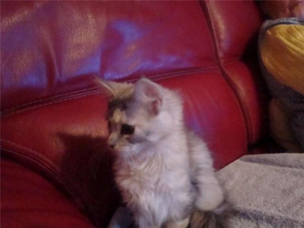 Maine Coon kitten
