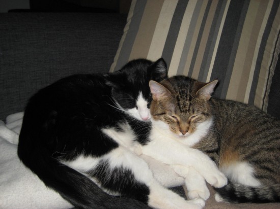 Betrouwbare en ervaren katten en/of honden oppas aan huis.