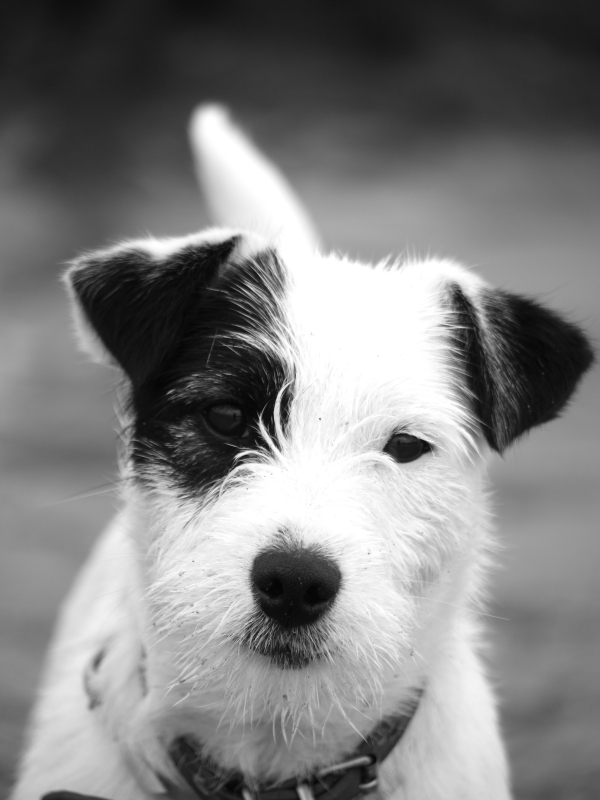 Kennel Jack Jacks, Jack Russell Fokker