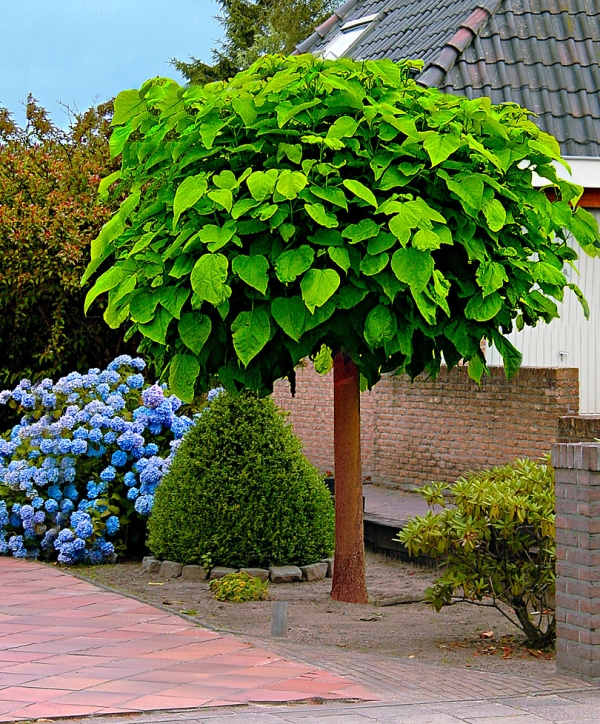 Hoveniersbedrijf voor tuinonderhoud in Hardenberg