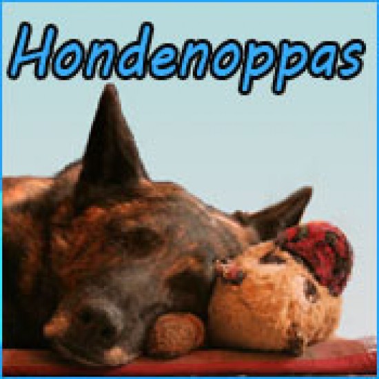 Alleshond zoekt serieuze hondenoppassers!