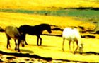 Zeewierflakes en poeders voor paarden en andere huisdieren.