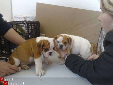 Schattige Engels bulldog pups