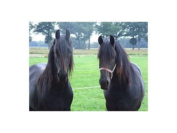 Twee goed opgeleide Friese Paarden