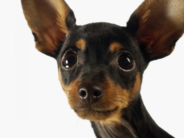 Honden om af en toe op te passen Zeven dagen per week in ove