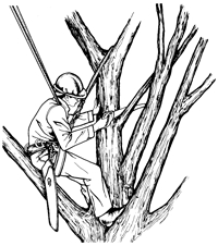 Bomen snoeien kappen stronk wegfrezen,heg weghalen ,tuinonderhoud