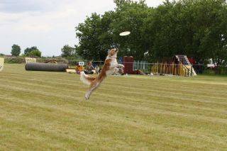 Dazzling Frisbee Dogs