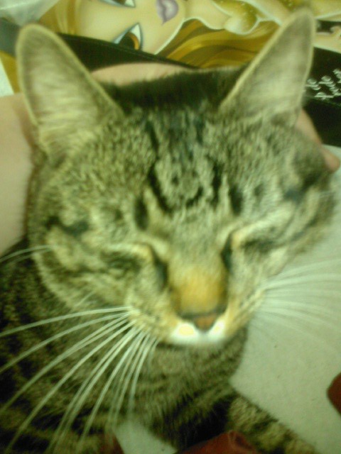 Tijgerkat