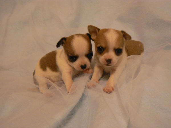 Chihuahua pups voor aanneming
