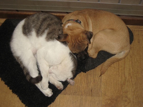 Puppycursus driebergen doorn en omgeving