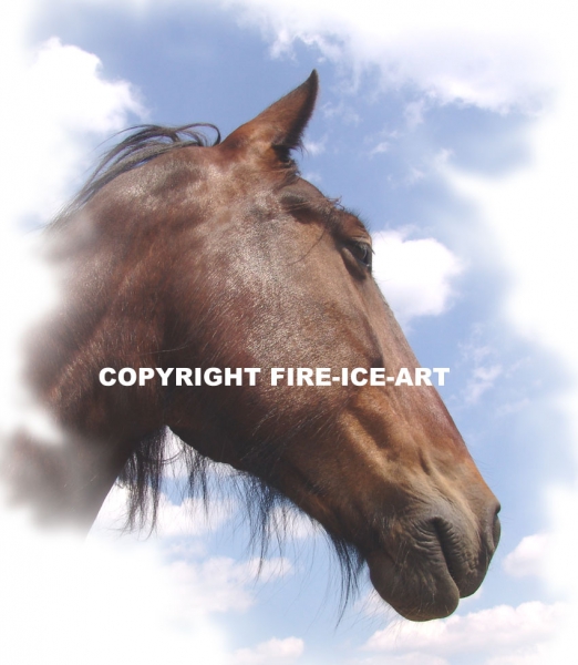 Coaching met paarden