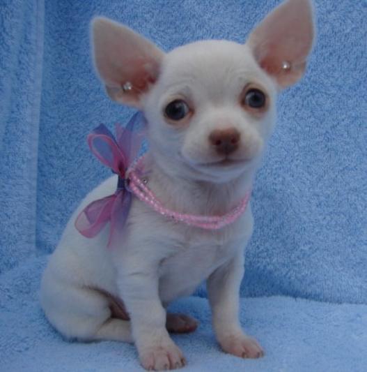 Chihuahua pups voor aanneming 150 €