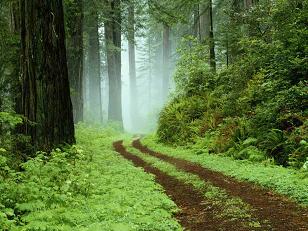 U ziet door de bomen het bos niet meer?