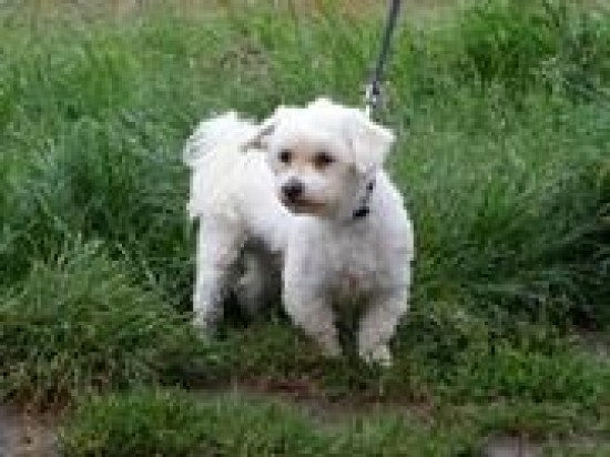 Betrouwbare en ervaren katten en/of honden oppas aan huis. — foto 2
