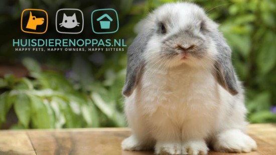 Bijverdienen als Huisdierenoppas? Help baasjes in de buurt! — foto 3